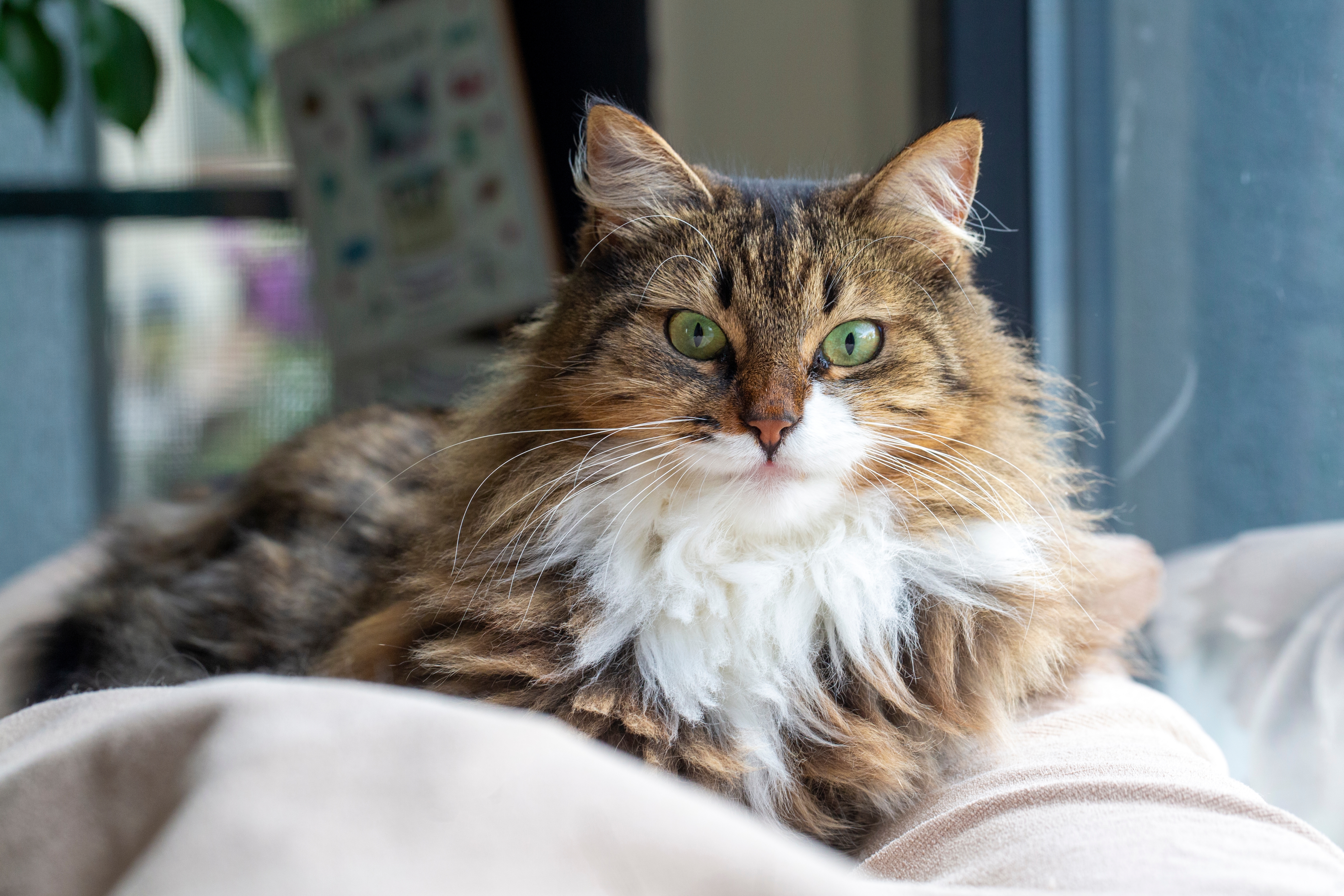 Assurance pour chat âgé